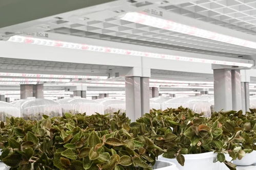 金線蓮的功效、價值與技術開發前景